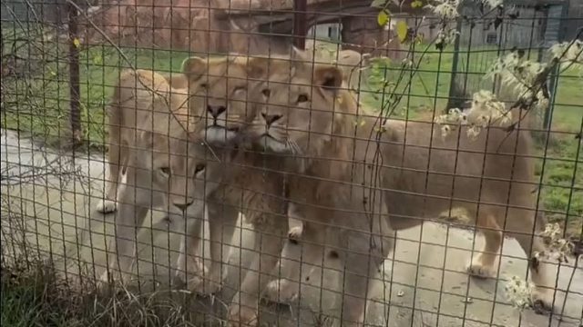当少年狮子看到小狒狒，双方都很激动