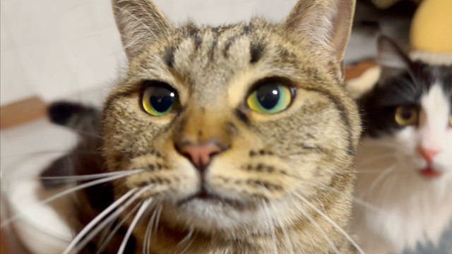 当朋友邀请我去猫咖，我：或许，你可以来我家