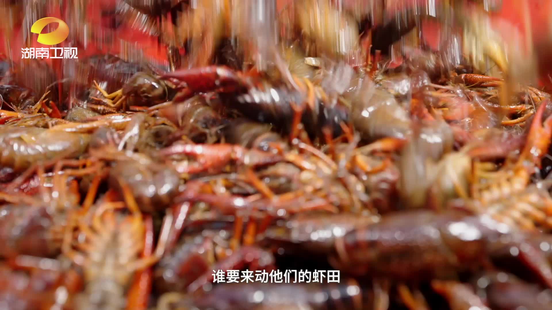 《南县种虾记》01集