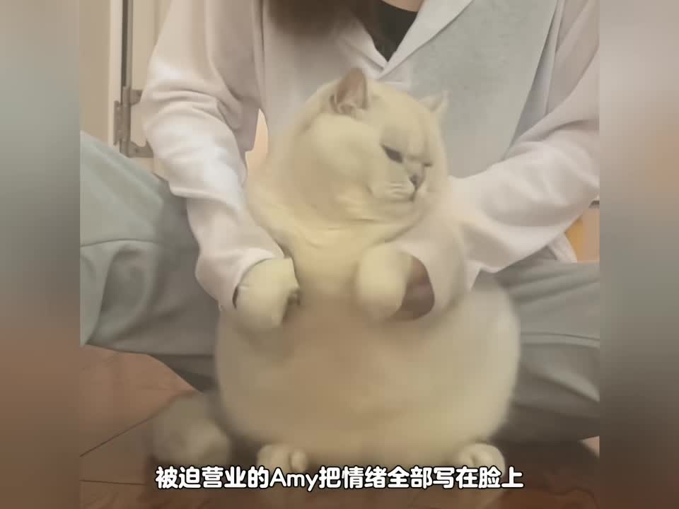 一只软糯q弹温度适中，还爱生胖气的小猪咪