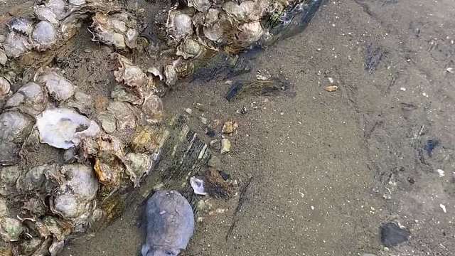 小渔村的自助海鲜