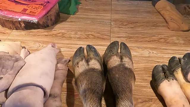 老挝遍地都是熊掌穿山甲这些保护动物？