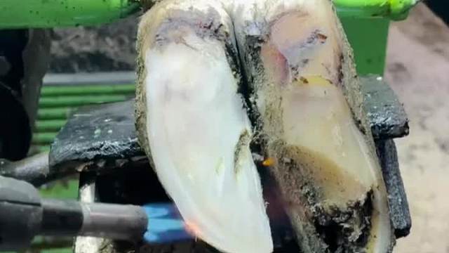 牛牛蹄底有着一个深深的洞！