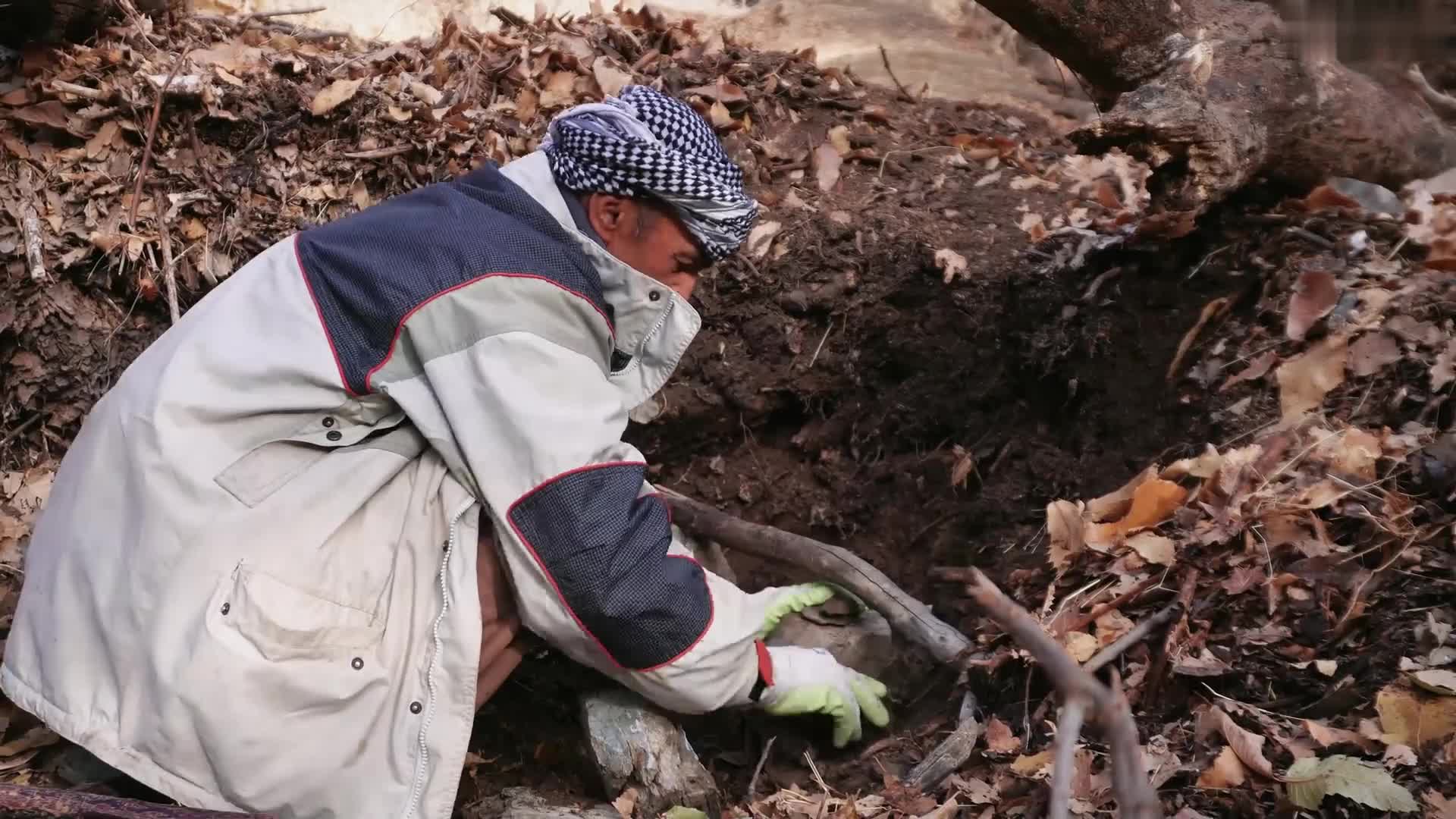 荒野建造 德发带着狗宝在小河沟搭建了一个庇护所 (2)