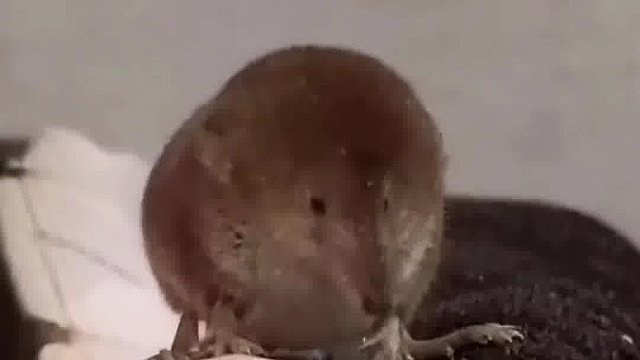 鼩鼱“大先生”的原型，是好鼠鼠哦！  ​