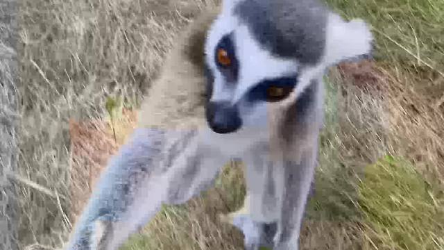 这小家伙还有两幅面孔呢