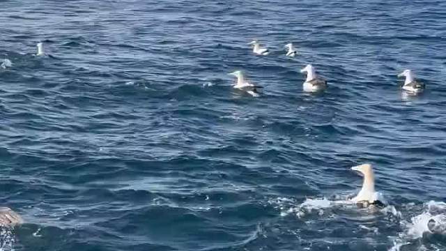 生腌蓝鳍金枪鱼自由的保姆级教程  ​