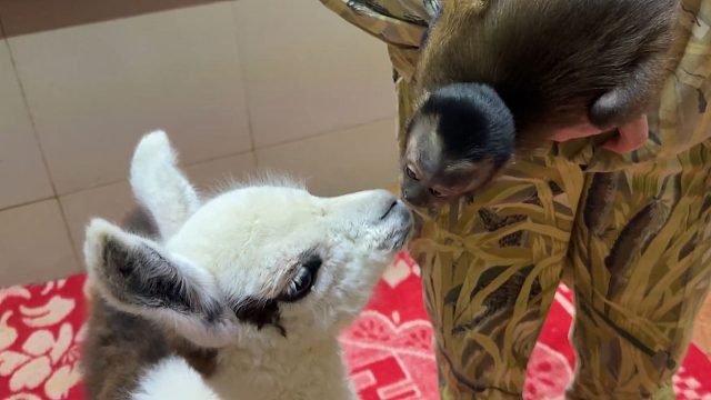 群贤毕至，小羊驼交到新朋友