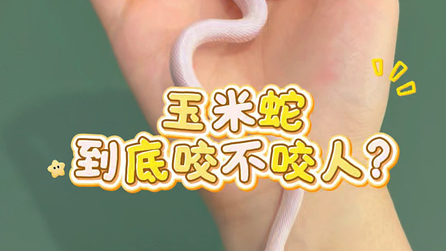 玉米蛇到底咬不咬人？