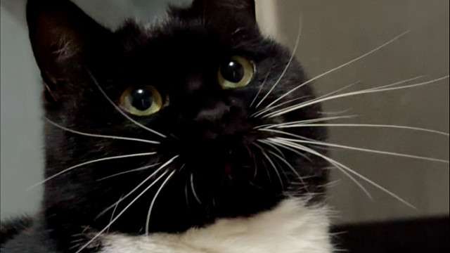 小脸黢黑的奶牛猫