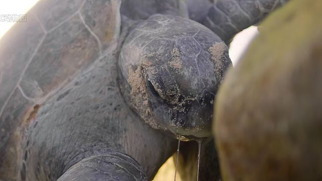 我对抗的不是死亡，而是在龟壳上的宿命