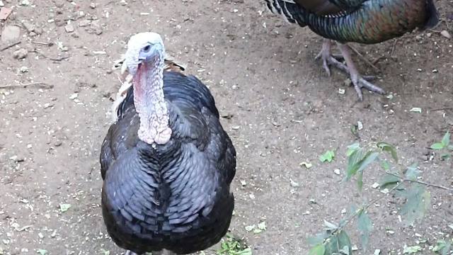 解锁火鸡召唤术，亲测有效不踩雷