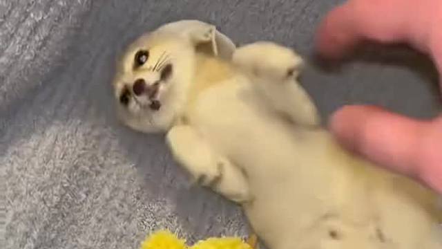 无意义狐狸视频  ​