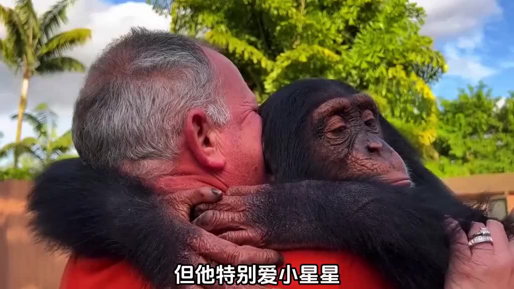 小猩猩和救命恩人重逢，激动的哭了  ​