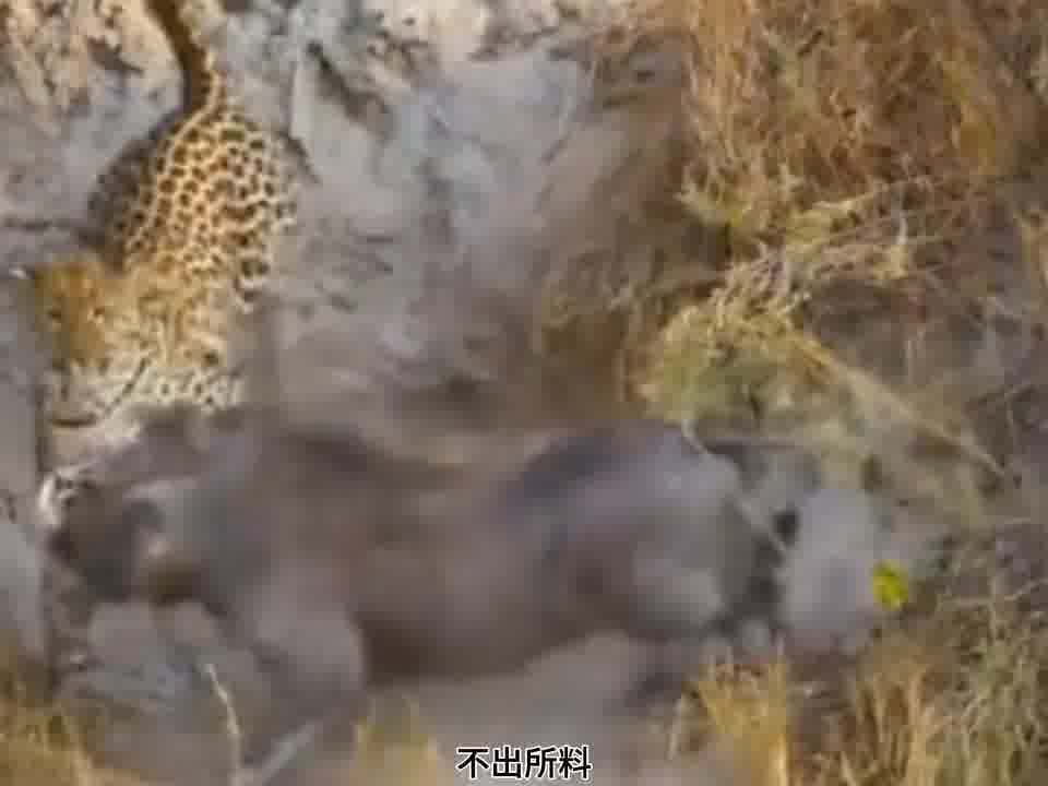 鬣狗花豹太搞笑了