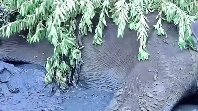 陷进泥潭里三天三夜的大象被人类解救了出来