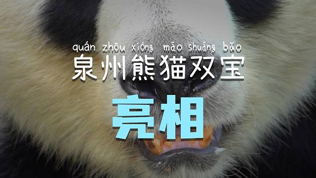 发现还有人不知道泉州有熊猫