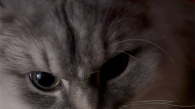 小猫来陪人睡觉了