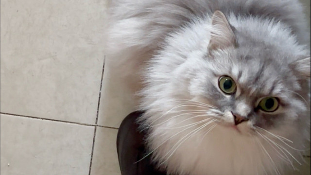 小猫三岁了还是喜欢妈妈抱