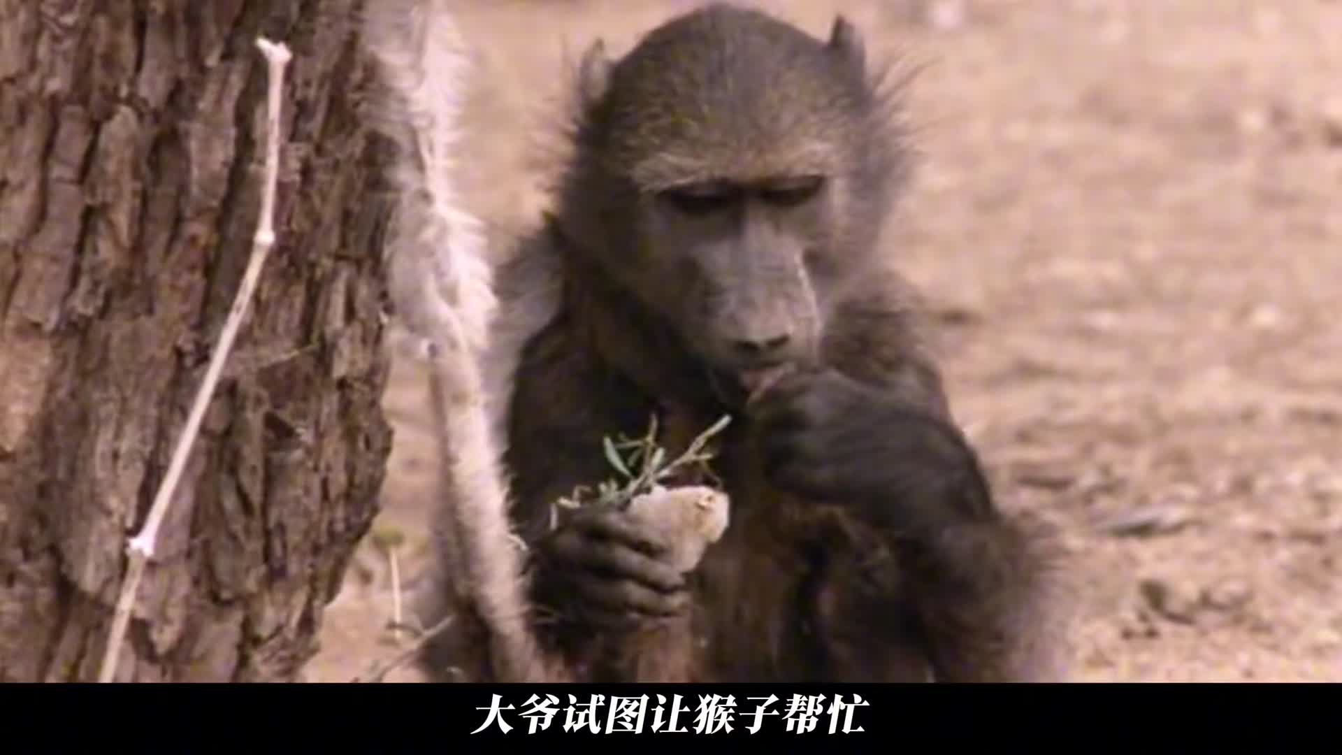 大爷利用猴子，猴子天天上当，当当不一样