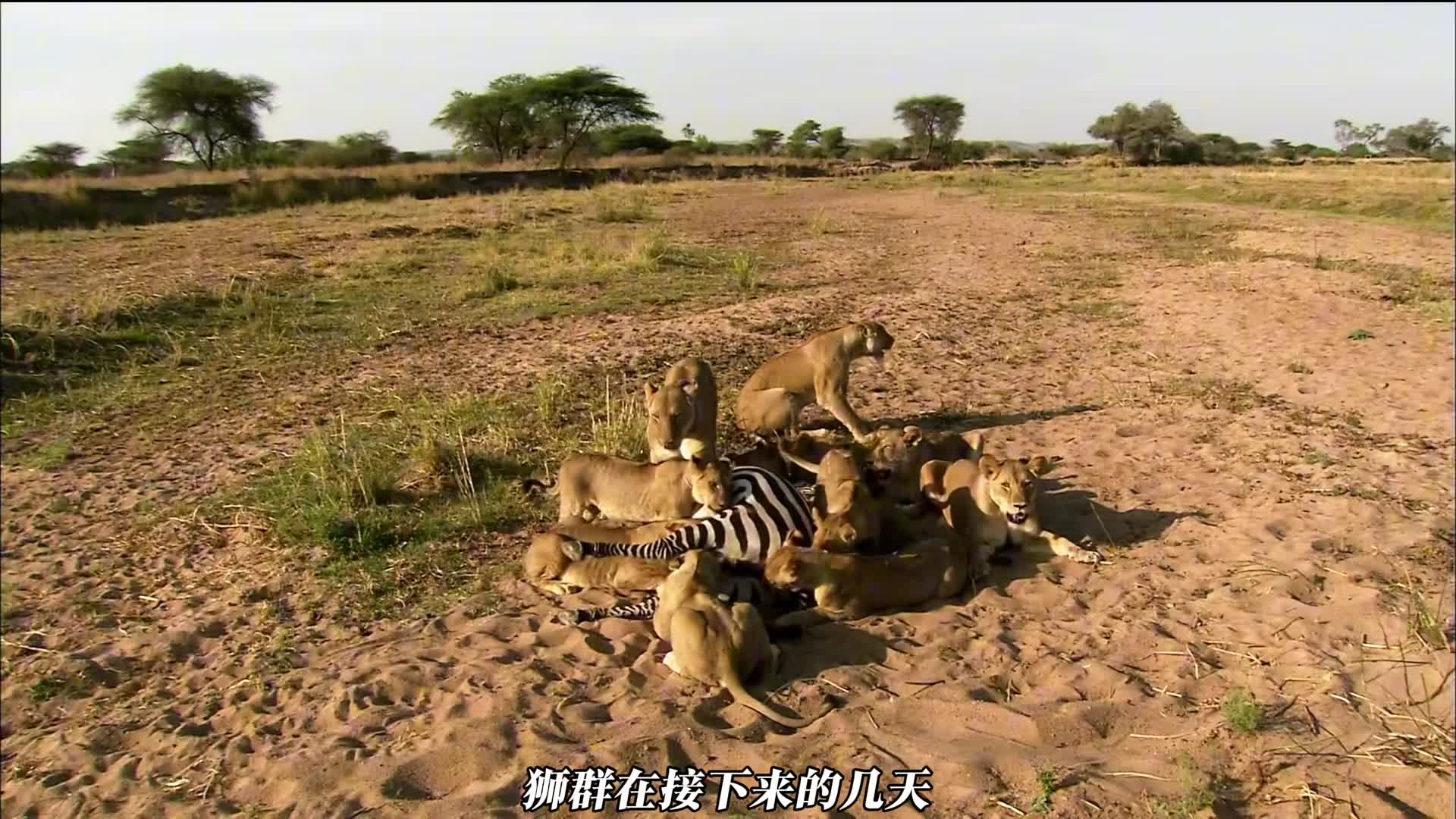 小狮子朱尼尔顽强拼搏的一生虽然短暂不过精神永存
