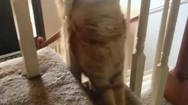 猫猫跑酷失误合集#全网热点共创计划#