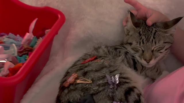 猫咪眼里的尽是无奈