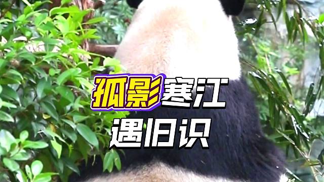 江湖传闻有大侠，今日一见，在啃竹叶