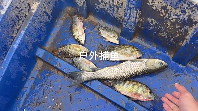 这条鱼好奇怪，怎么是弯的？