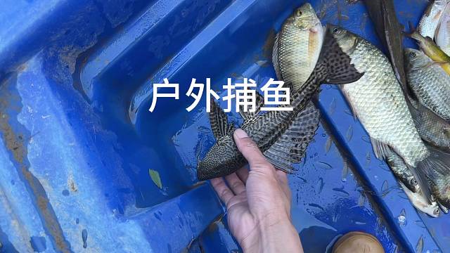 只要勤快，天天都有鱼吃！