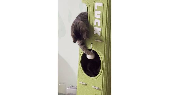 猫猫