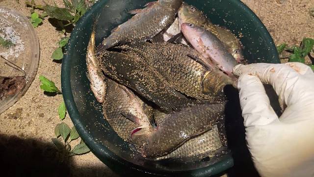 钓点鱼放鱼塘来年抽水摸鱼