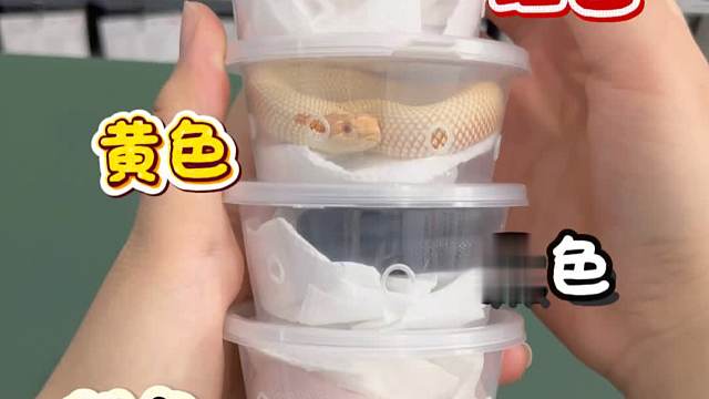 多巴胺小蛇回新家