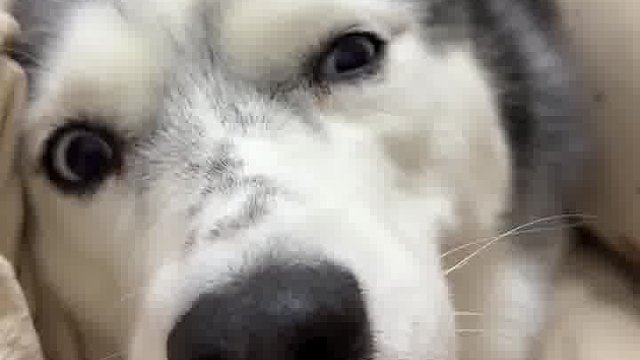 这玩意一惊一乍的，真好玩