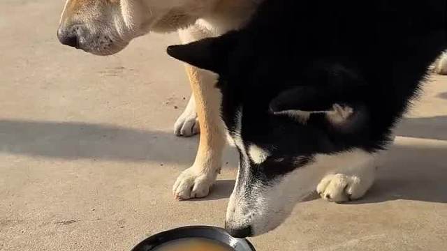 狗吃啥我吃啥今天给狗哥尝一下某楂树下，看看好不好喝