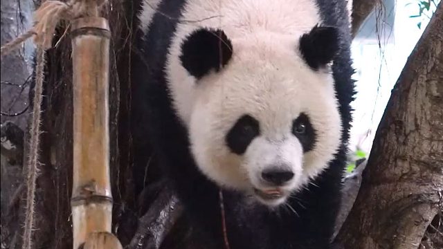 奶爸-下雨天让收猫格外困难