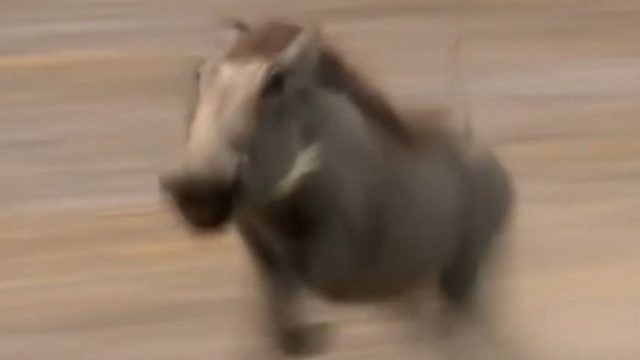 《 猪 突 猛 进 》