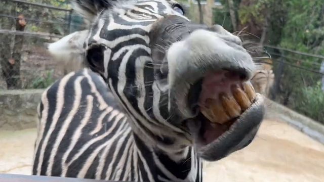 斑马：听到想吃的食物就张嘴