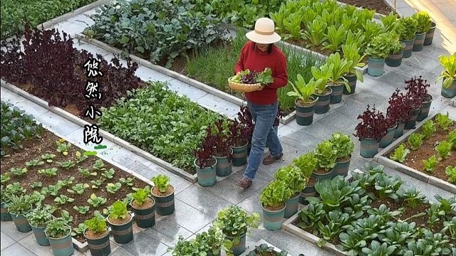 特别享受在小院的时光