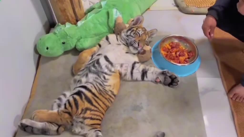 忍住别笑！小老虎赖床有起床气，饲养员端肉瞬间变乖