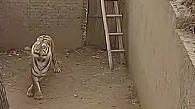 怎么这样哈哈哈哈