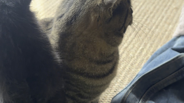 清仓大甩卖清仓大甩卖小黑猫（不卖）