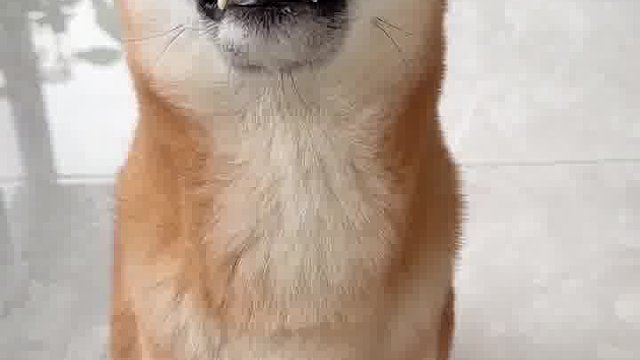 旺财我都偷吃了还不能吃点新鲜的？！