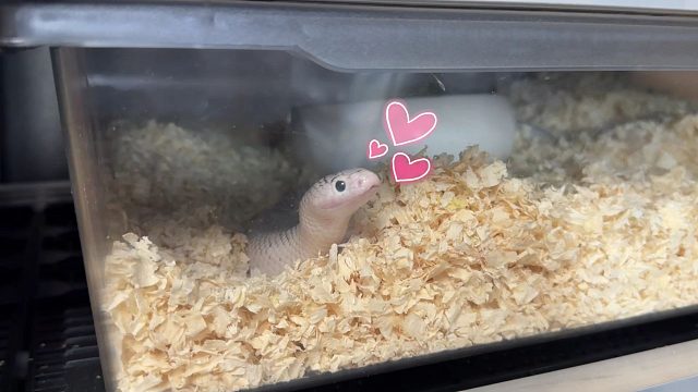 我愿称它为爬宠最好用垫材！便宜实用还保暖！