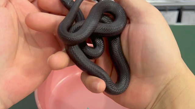 50g的黑王蛇不好养吗？