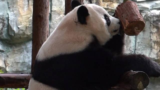 金牌玩具质检员上线