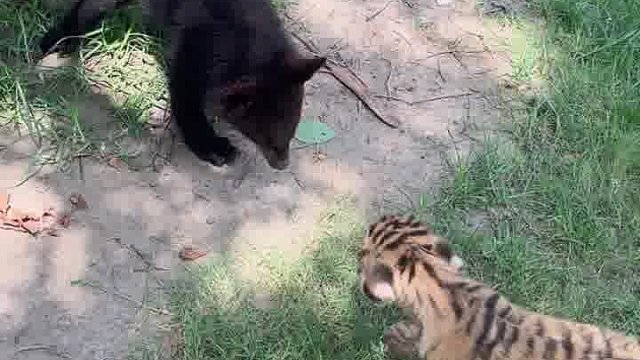 熊宝宝的快乐生活、小老虎熊孩子和老虎相互试探对方的实力  ​