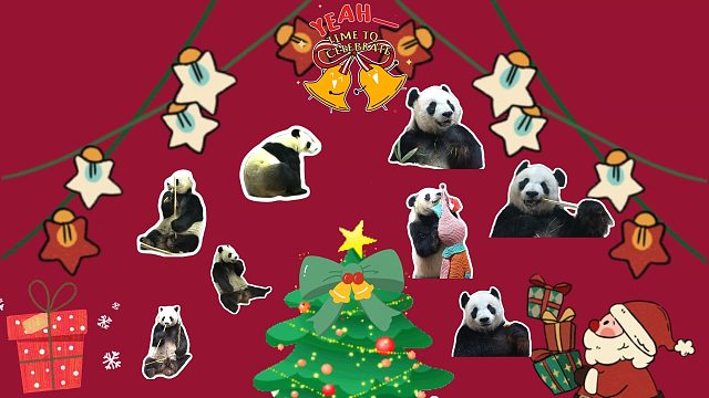 【贡贡舜舜】海南熊猫的圣诞 “干饭树”！拆开礼盒全是美味