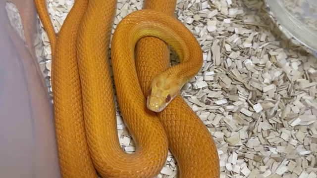 都2026年了竟然还有人不知道？