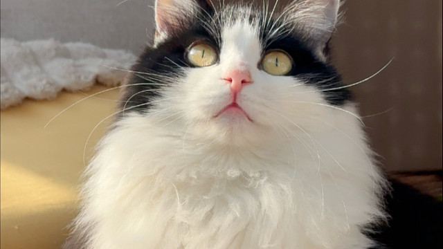 快来看呀我的小猫漂亮吗
